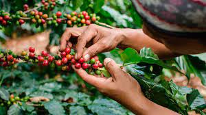 Terminó cosecha cafetalera en Santiago de Cuba