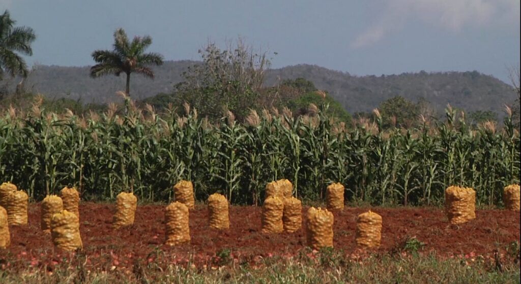 Investigan en Pinar del Río alternativas agroecológicas para la siembra de papa