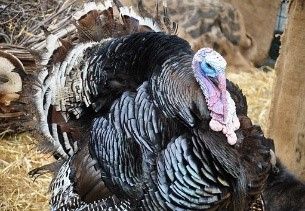 ¿Por qué no comemos más huevos de pavo o de patos?