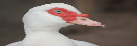 ¿Por qué no comemos más huevos de pavo o de patos?