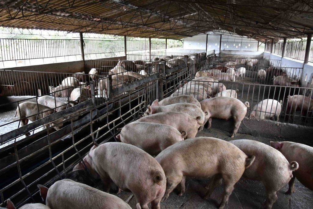 En Placetas: sin detenerse por recuperar la producción porcina