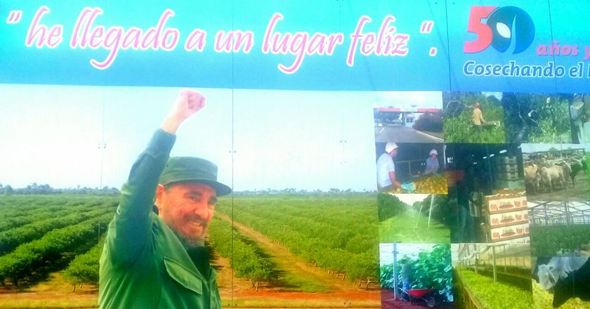 La Empresa Agroindustrial Victoria de Girón aspira a ser ese emporio citrícola que ideó Fidel