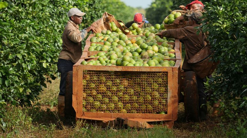 La Empresa Agroindustrial Victoria de Girón aspira a ser ese emporio citrícola que ideó Fidel