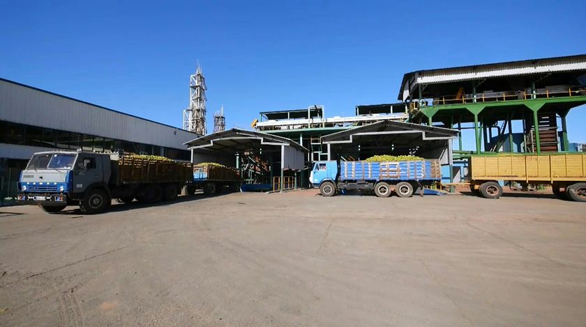 La Empresa Agroindustrial Victoria de Girón aspira a ser ese emporio citrícola que ideó Fidel