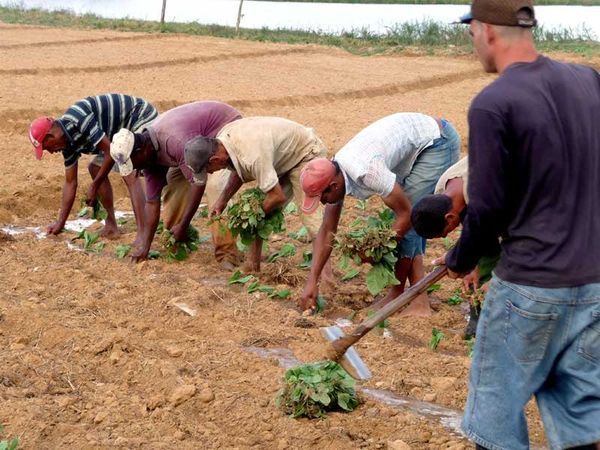 Extienden en Pinar del Río nuevas variedades de tabaco