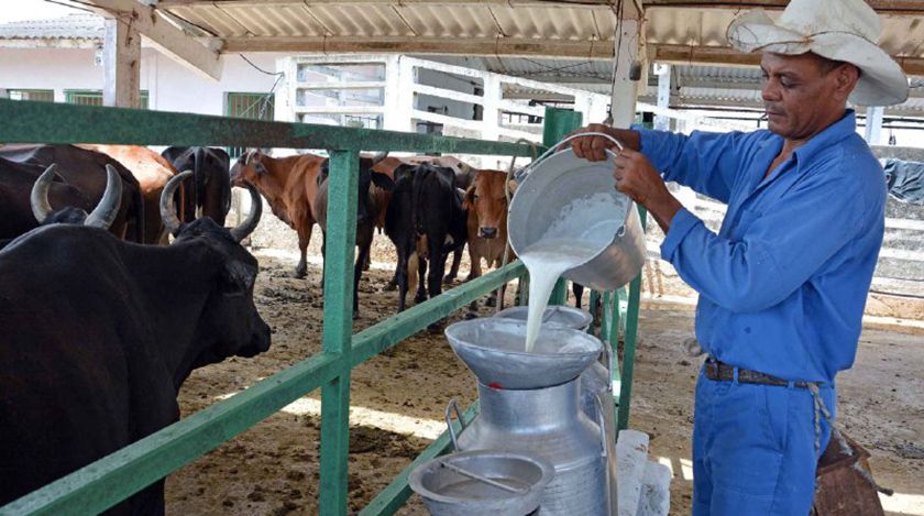 Recuperación de ganadería: prioridad para sector agropecuario en Camagüey