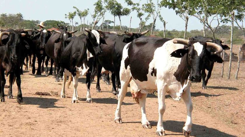 Recuperación de ganadería: prioridad para sector agropecuario en Camagüey