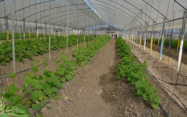 sembrados de pepinos. Empresa agrícola de Villa Clara fortalece uso de semillas nacionales