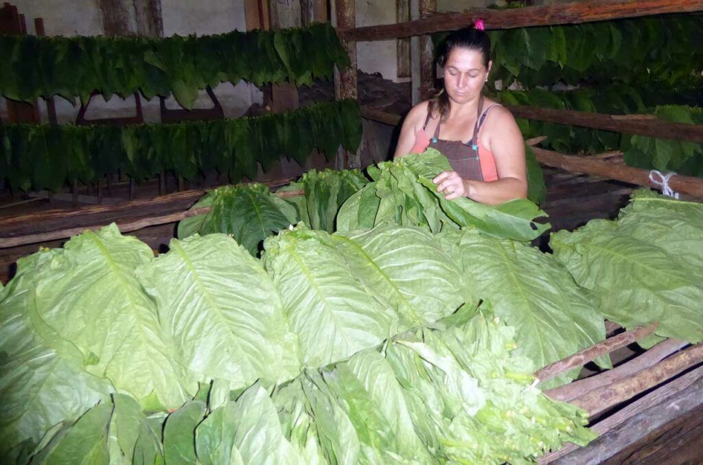 Bloqueo de Estados Unidos contra Cuba afecta producción tabacalera