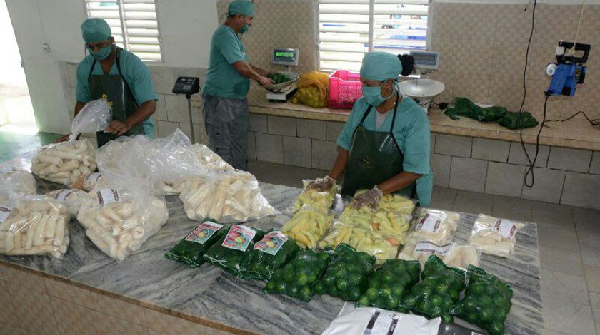 Consolidan polo exportador de Acopio en la provincia de Cienfuegos