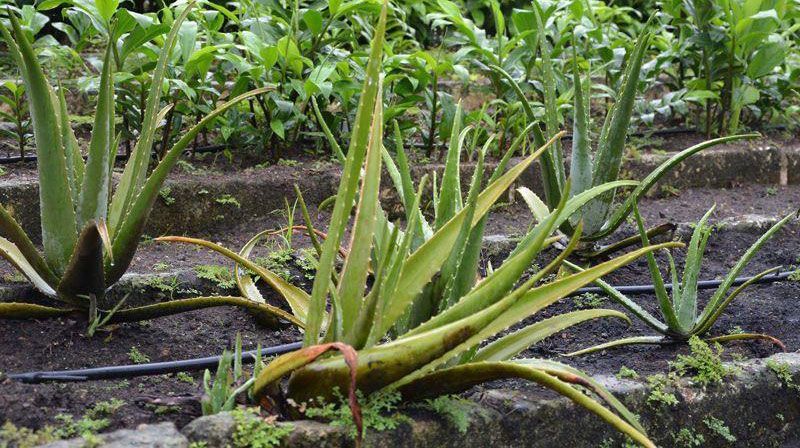 Producción de plantas medicinales en el 2022