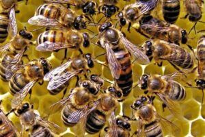 Abeja Reina 