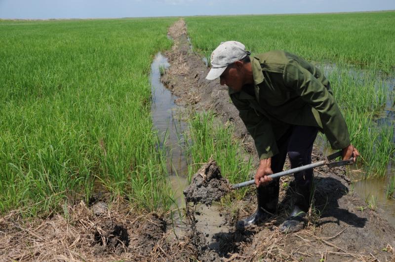 Agricultura inteligente “aterriza” poco a poco en arrocera espirituana