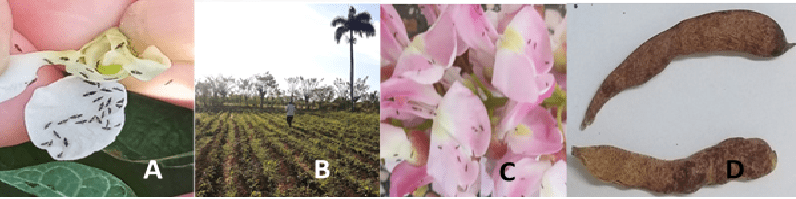 Bienvestido o piñón florido, amenaza para plantaciones de frijol
