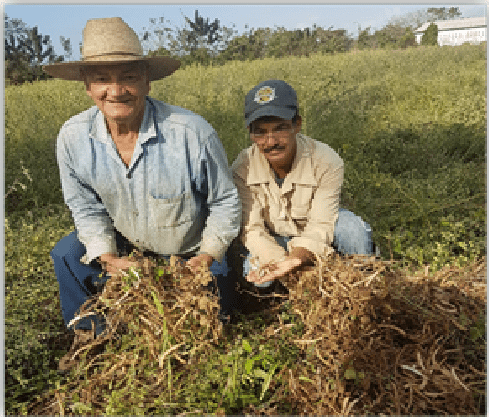 Bienvestido o piñón florido, amenaza para plantaciones de frijol