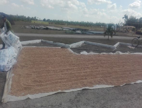 Impacto del estimulante foliar VIUSID Agro® en el cultivo del garbanzo (Cicer arietinum L.)