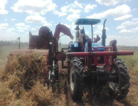 Impacto del estimulante foliar VIUSID Agro® en el cultivo del garbanzo (Cicer arietinum L.)