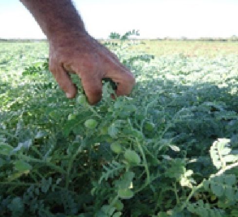 Impacto del estimulante foliar VIUSID Agro® en el cultivo del garbanzo (Cicer arietinum L.)