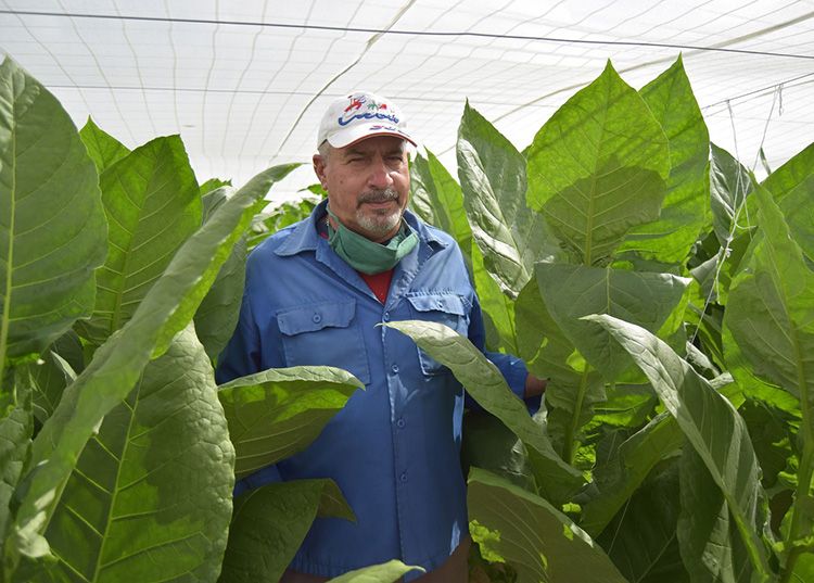 Trabajar por El Progreso. Juan Carlos Productor Tabaco Tapado