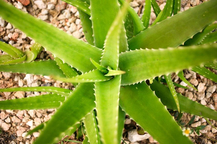 Producción de plantas medicinales en el 2022