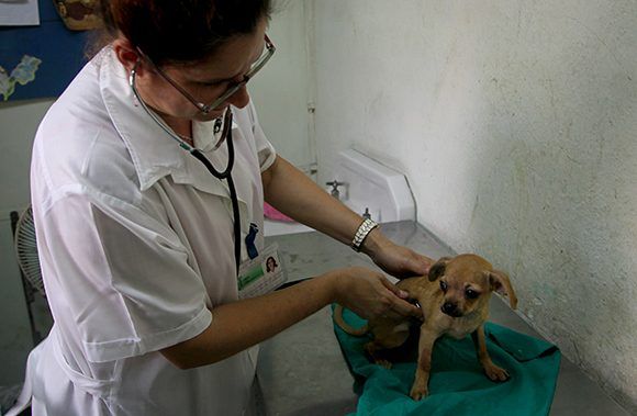 Jornada Veterinaria en Cuba