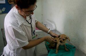 Veterinarios en Cuba 2 Veterinarios en Cuba