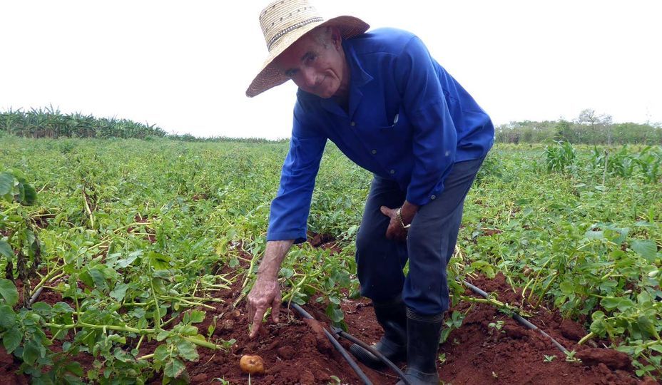 Cultivo de papa agroecológica rinde frutos en Pinar del Río