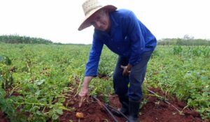 Cultivo de papa método agroecológico papa, cultivo, métodos agroecológicos, experimento, Cuba, rendimientos, Pinar del Río, Rodolfo Rodríguez