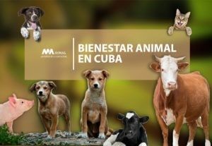 Bienestar Animal Cuba 2