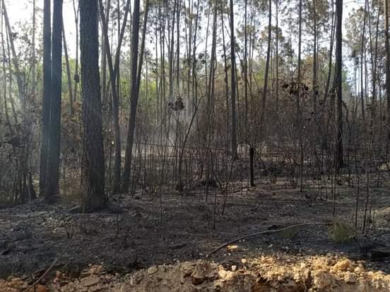 Combaten en Pinar del Río un incendio forestal de grandes proporciones