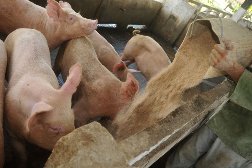 Voluntad y compromiso para rescatar el programa porcino