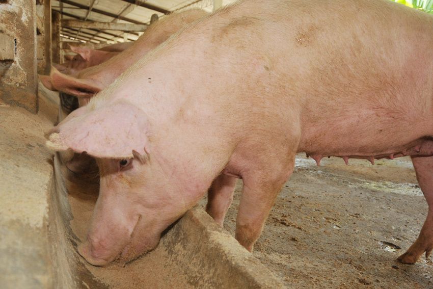 Voluntad y compromiso para rescatar el programa porcino
