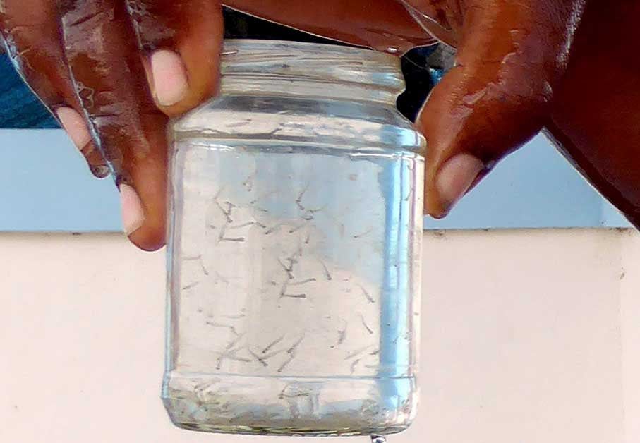 Pinar del Río potencia la acuicultura en áreas arroceras en reposo
