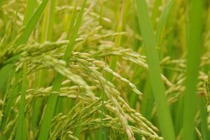 Cultivo de Arroz Cultivo de Arroz