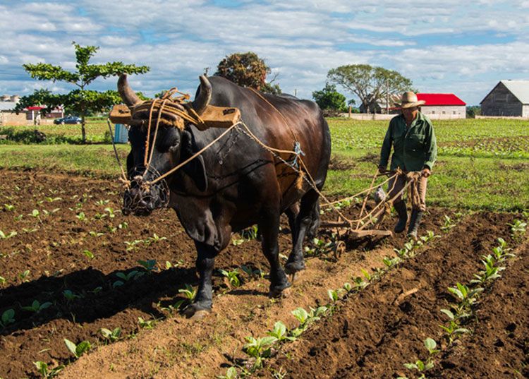 Conocer el derecho de heredar la tierra