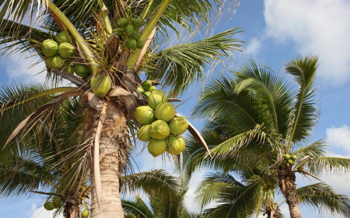 ¿Por dónde le entra el agua al coco en Cuba?. El coco es un cultivo con múltiples usos industriales. Foto: Archivo de Granma