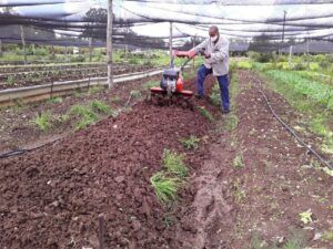 Agricultura Urbana Agricultura Urbana