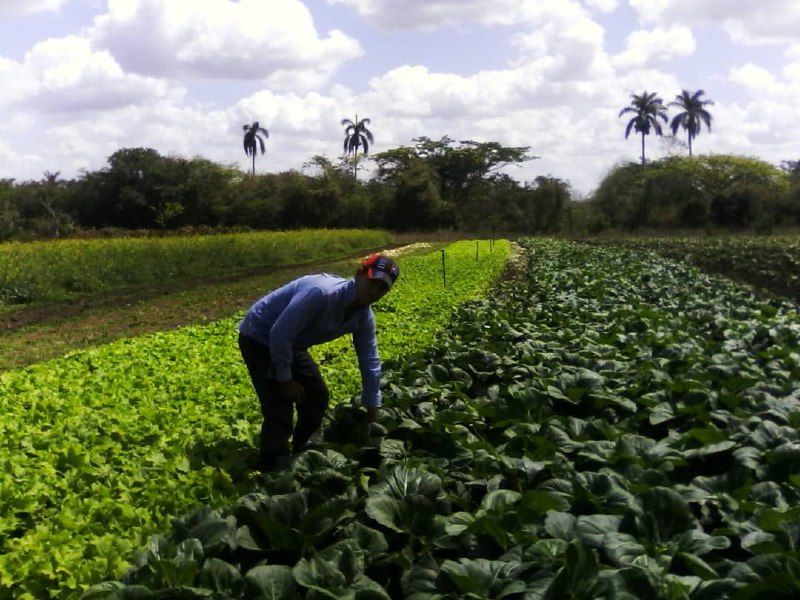 Potencia cooperativa de Ciego de Ávila producción de alimentos