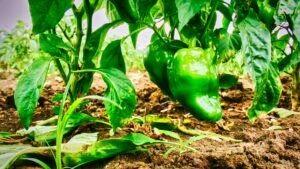 Cuba por una agricultura sustentable