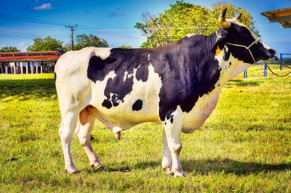 Actualización de la implementación y cumplimiento de la política de genética y de los recursos zoogenéticos en el Ministerio de la Agricultura en 2022