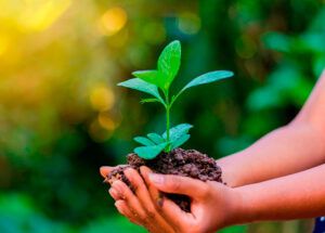 Día Internacional de la Sanidad Vegetal