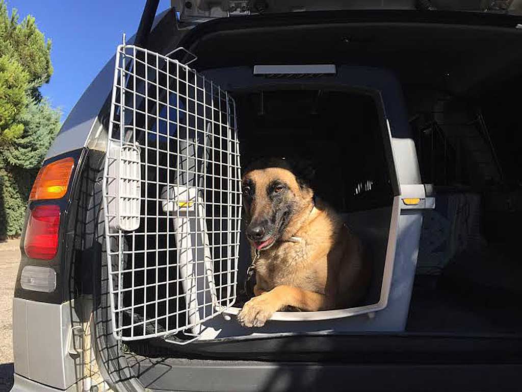 Sobre la importación y exportación de mascotas, perros y gatos