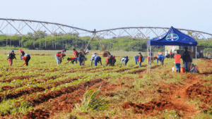 Trabajo Productivo en Ciego de Ávila