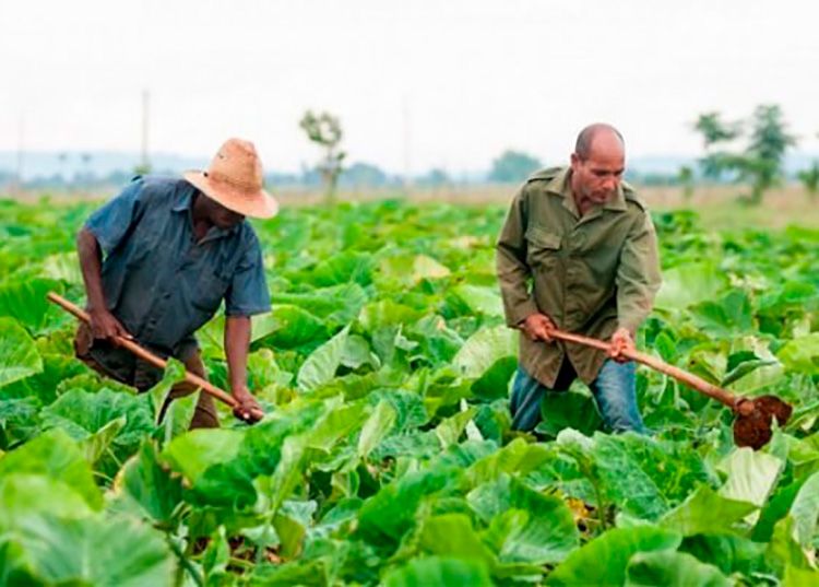 Fortalecer la producción agropecuaria desde el cooperativismo en Pinar del Río
