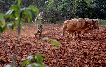 Desde el campo, por amor y compromiso, todo el corazón a su país (+ Video)