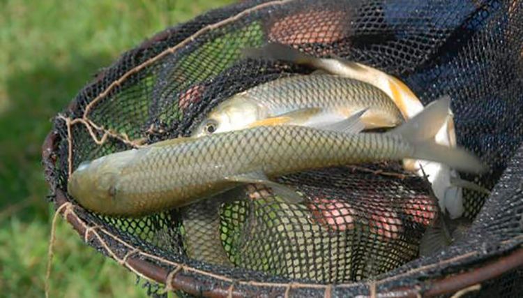 Acuicultura en Pinar del Río..jpgdgb