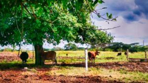 Cuba por una agricultura sustentable Cuba por una agricultura sustentable