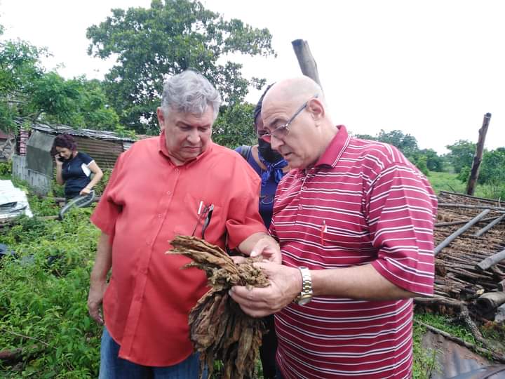 Pinar del Río, Tabacaleros por la recuperación