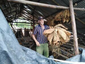 Recuperación del tabaco en Pinar del Río