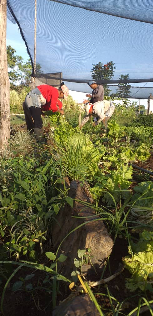 Proyecto PAAS, Cuba, agricultura, artemisa, finca La Burgambilia, Alexander Quesada, CCS Jesús Menéndez. De la tierra a la mesa